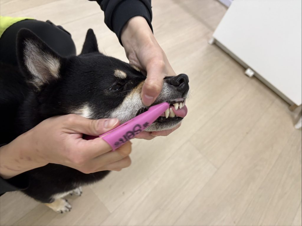 画像に alt 属性が指定されていません。ファイル名: S__18923524_0-1024x768.jpg